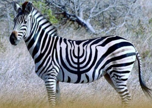 Imagem do dia: A Chanukia nas marcas da Zebra do Kenya