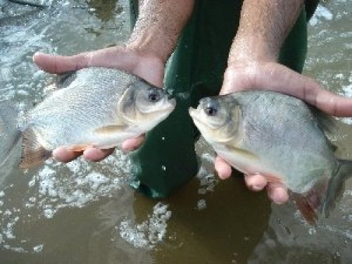 Empresa israelense desenvolve sistema sustentável de criação de peixes