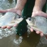 Empresa israelense desenvolve sistema sustentável de criação de peixes