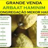 Grande Venda de ARBAAT HAMINIM na Congregação Mekor Haim