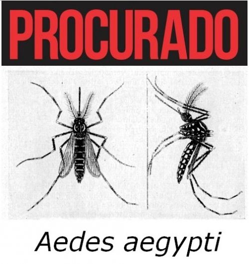 Sociedade Brasileira de Dermatologia Orienta Como se Proteger do Aedes Aegypti